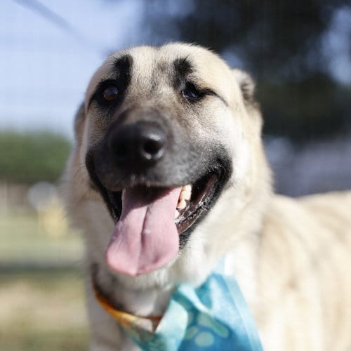 Photo of Queen, adoptable German Shepherd Dog in San Antonio, Texas