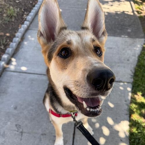 Photo of Applejack, adoptable German Shepherd Dog in Alameda, California