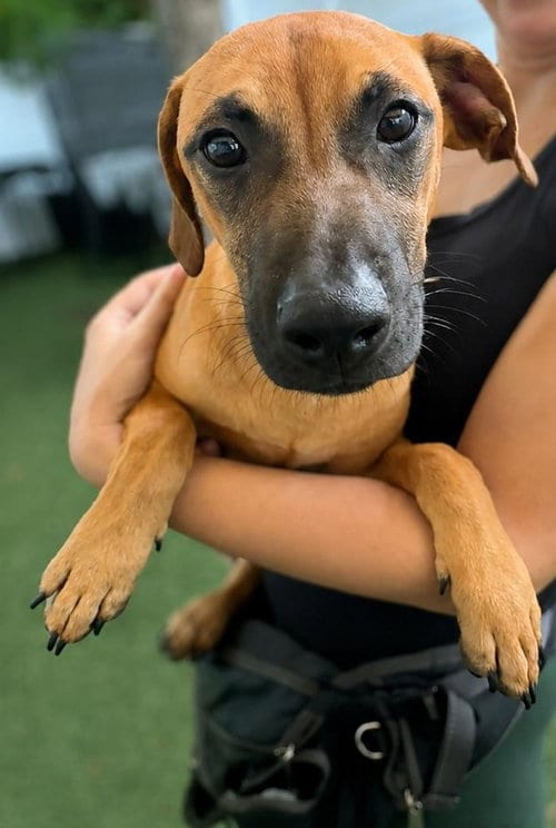 Photo of Isabella Pup - Pablo, adoptable Dachshund in Pompano Beach, Florida