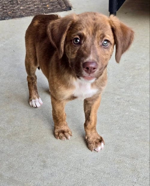 Photo of Roo, adoptable Hound in Hillsboro, Missouri