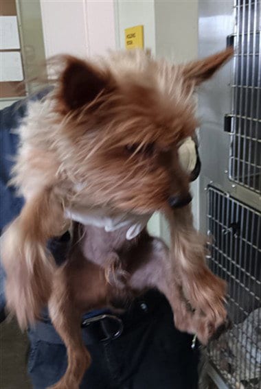 Photo of Bandicoot, adoptable Yorkshire Terrier Yorkie in Los Angeles, California