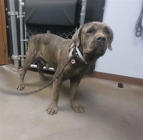 Photo of Linus, adoptable Cane Corso Mastiff in Phoenix, Arizona