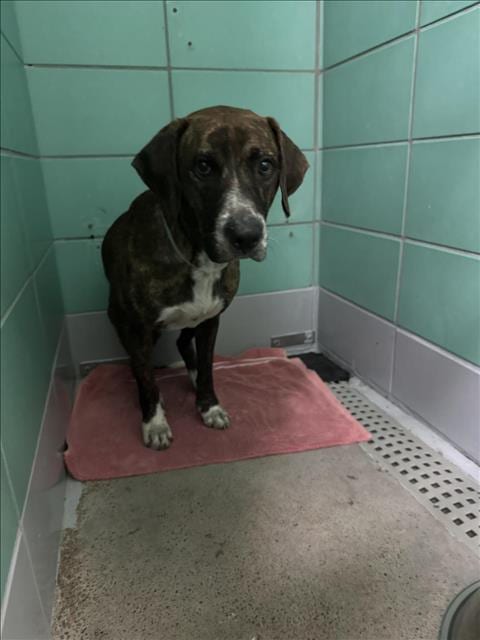 Photo of Caramel, adoptable Staffordshire Bull Terrier mix in Houston, Texas