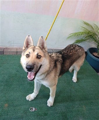 Photo of Nugget, adoptable German Shepherd Dog in Baldwin Park, California