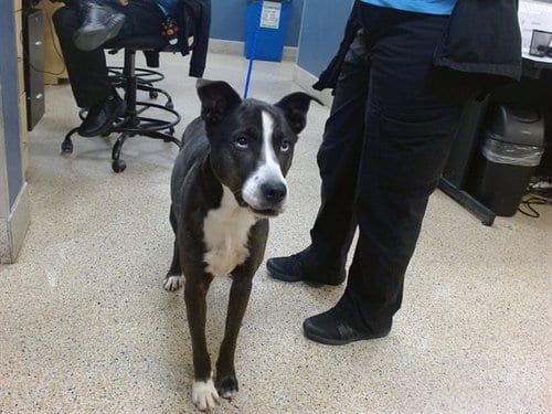 Photo of Test, adoptable Siberian Husky in Miami, Florida