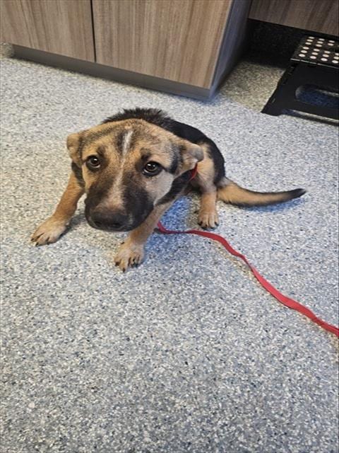 Photo of Hermione, adoptable German Shepherd Dog in Paradise, California
