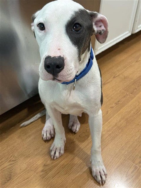 Photo of Chevy, adoptable American Staffordshire Terrier in Waco, Texas