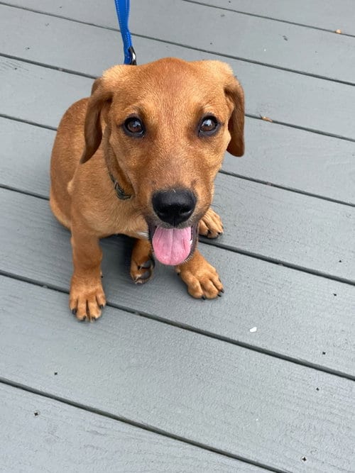 Photo of Cosmos - the tan one, adoptable Labrador Retriever in Oakhurst, New Jersey