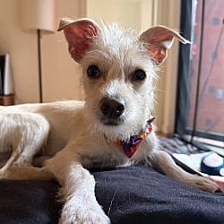 Photo of Cody, adoptable Terrier (Unknown Type, Medium) Mixed Breed (Medium) in Washington, District of Columbia