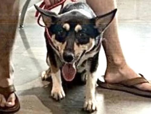 Photo of Viper, adoptable German Shepherd Dog in Houston, Texas