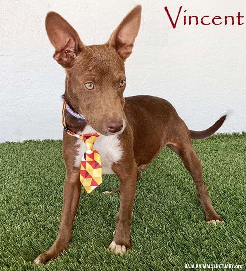 Photo of Vincent, adoptable Australian Kelpie in San Diego, California