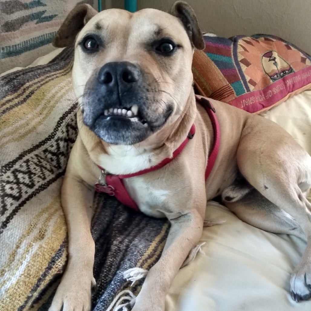 Photo of Honeynut, adoptable Mixed Breed (Medium) in St. Louis, Missouri