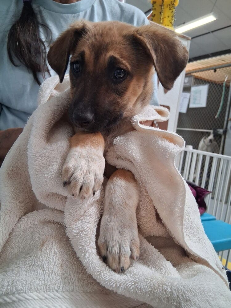 Photo of Libby, adoptable German Shepherd Dog in Mountainair, New Mexico