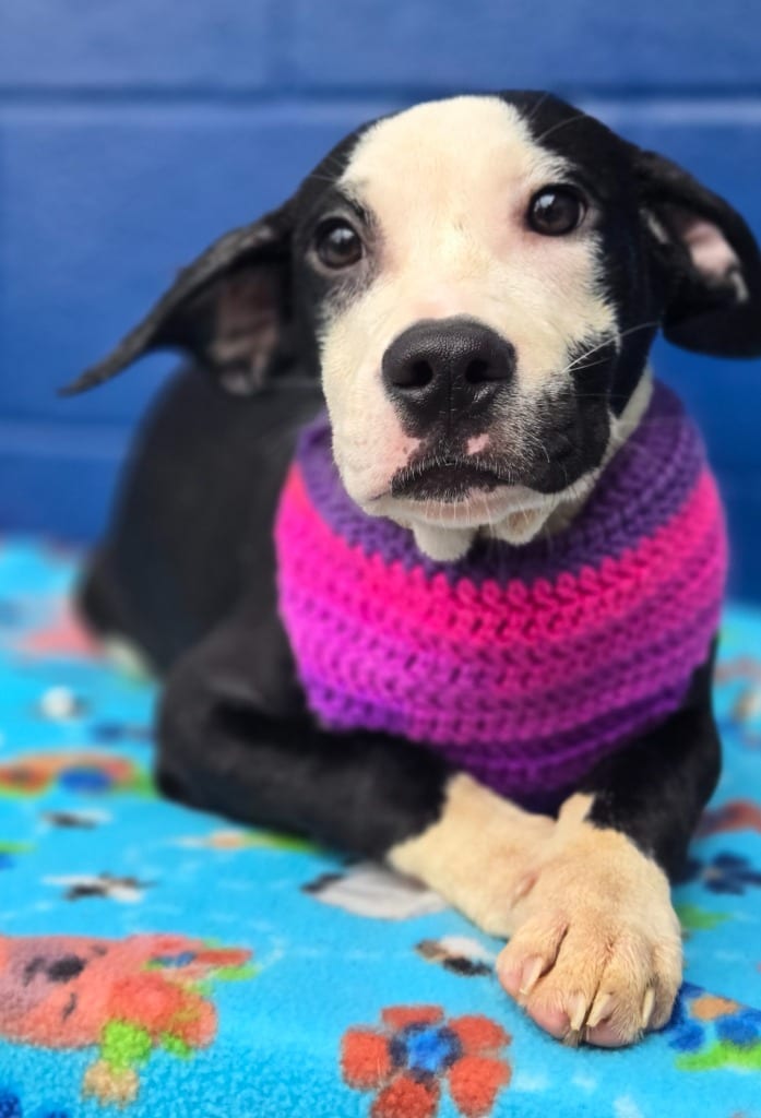 Photo of Harley Quinn (Batman Pups x4), adoptable Labrador Retriever in Hartsville, South Carolina