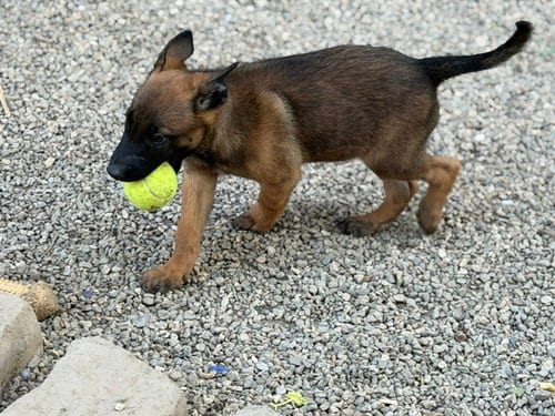 Photo of Pistol located in California, adoptable Belgian Shepherd Malinois in Imlay City, Michigan