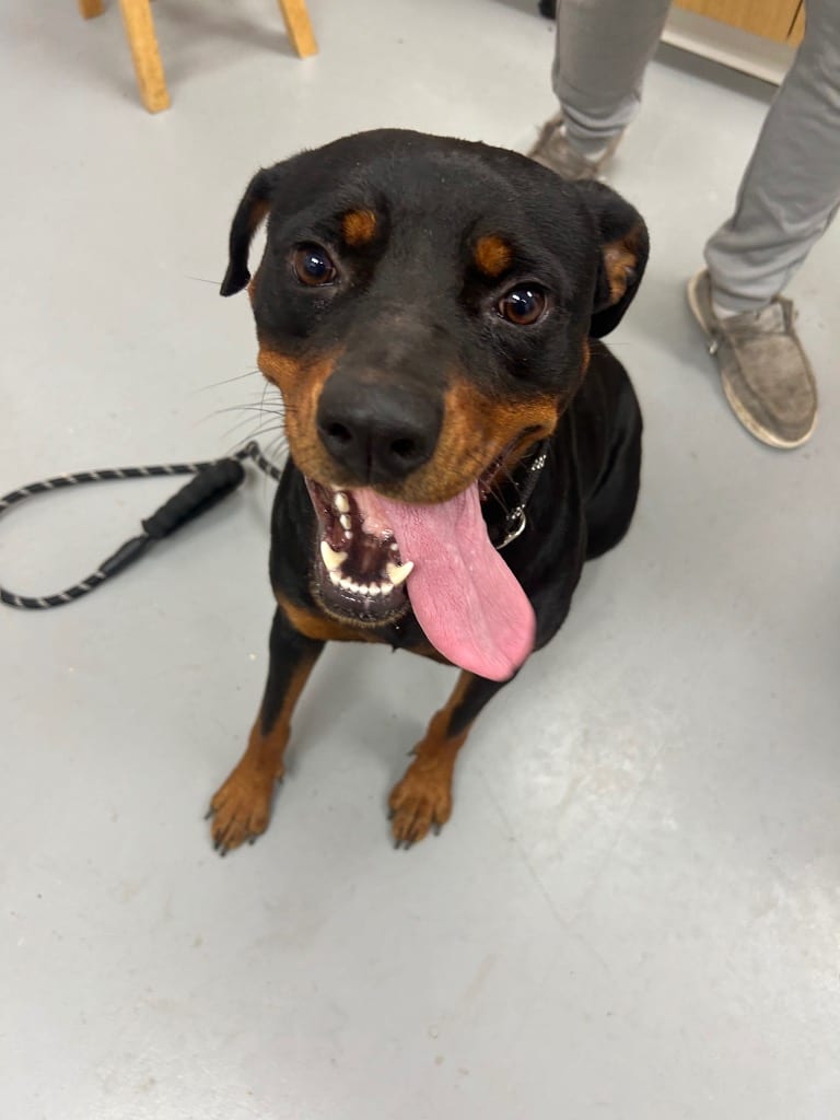 Photo of Dakota, adoptable Rottweiler in Hartsville, South Carolina
