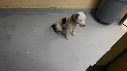 Photo of Diesel, adoptable Pit Bull Terrier in Tulsa, Oklahoma