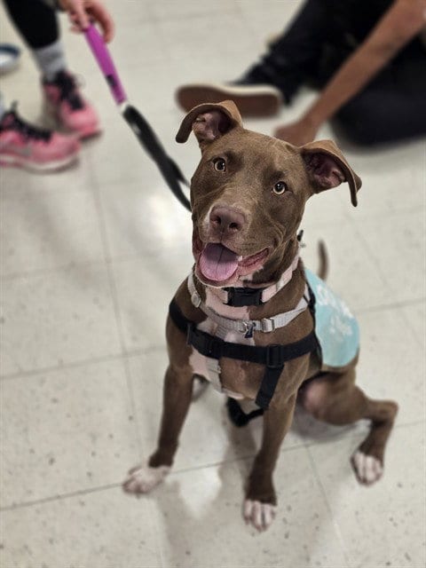Photo of Tulip, adoptable Pit Bull Terrier in Minneapolis, Minnesota