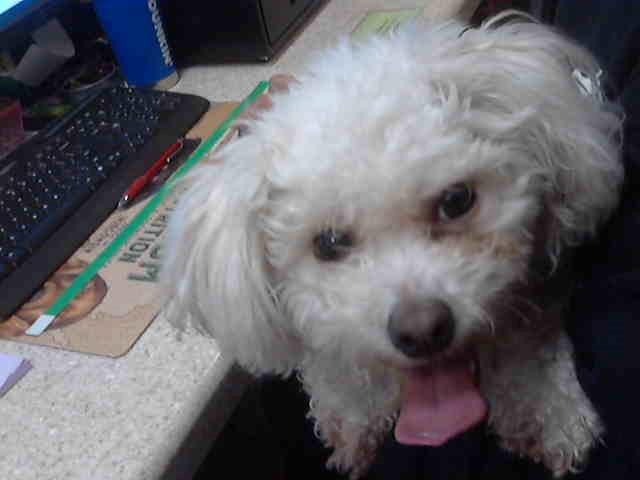 Photo of Snow, adoptable Shih Tzu and Poodle - Miniature in Chicago Ridge, Illinois