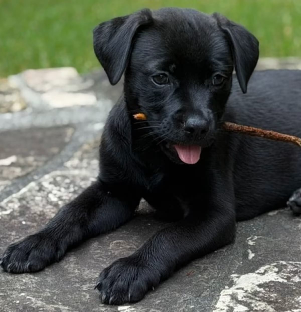 Photo of Orzo, adoptable Terrier (Unknown Type, Medium) Labrador Retriever in Hartwell, Georgia