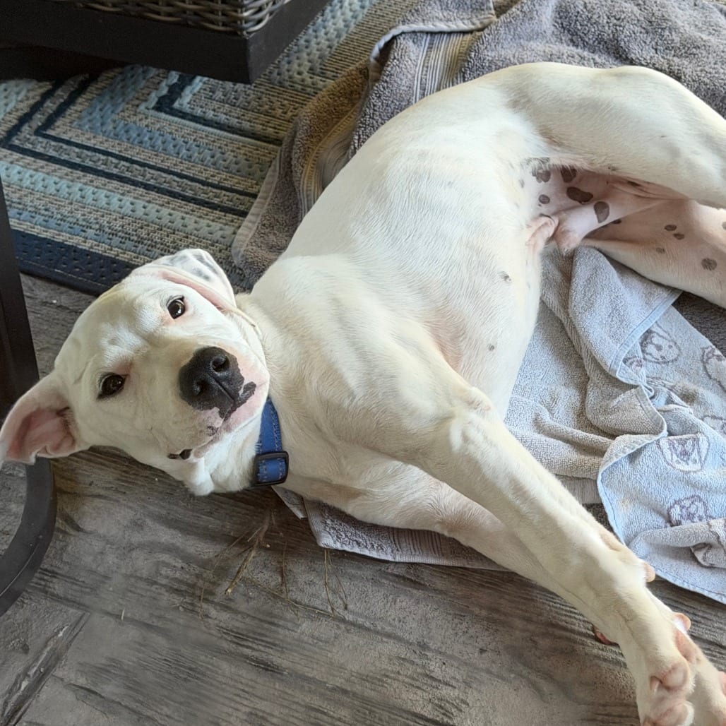 Photo of Shiro, adoptable Mixed Breed (Medium) in Winston-Salem, North Carolina
