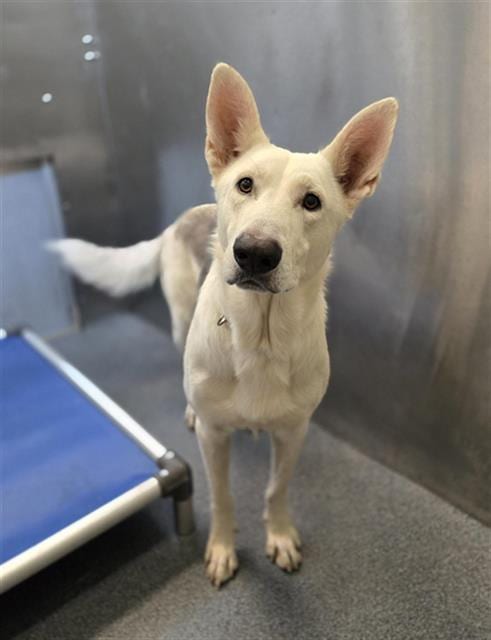 Photo of Marshall, adoptable Mixed Breed