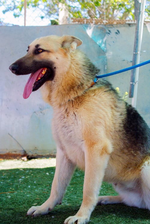 Photo of Dougie, adoptable German Shepherd Dog in Apple Valley, California