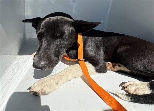 Photo of Gaia, adoptable Siberian Husky in Augusta, Georgia