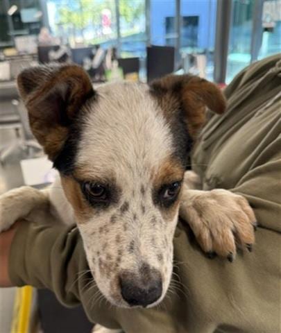 Photo of Marcus, adoptable Queensland Heeler in San Martin, California