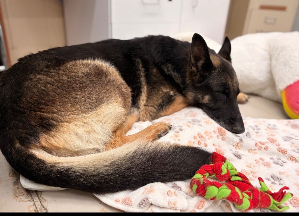 Photo of Greta, adoptable German Shepherd Dog in Findlay, Ohio