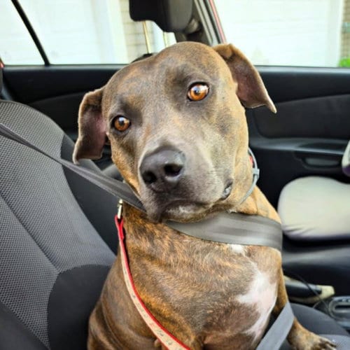 Photo of Sid, adoptable Pit Bull Terrier in Tulsa, Oklahoma