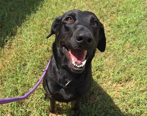 Photo of Arlin, adoptable Labrador Retriever in Houston, Texas