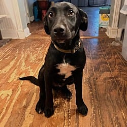 Photo of Pip, adoptable Labrador Retriever in Framingham, Massachusetts