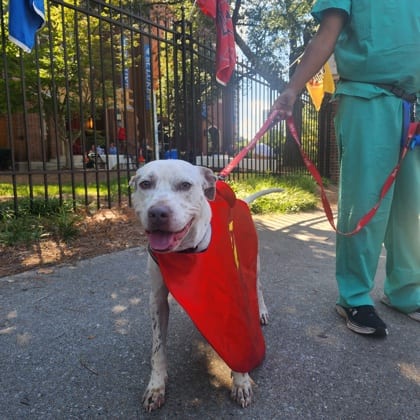 Photo of Brumby - IN FOSTER, adoptable dog in Chamblee, Georgia
