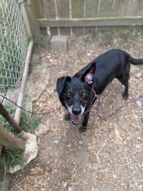 Photo of Wiggly, adoptable Unknown breed (medium coat) in Jackson, Mississippi