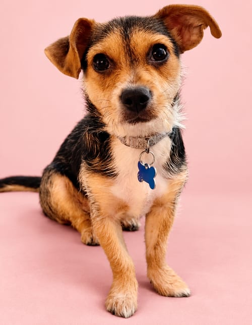 Photo of Gracie, adoptable Border Terrier in Romoland, California