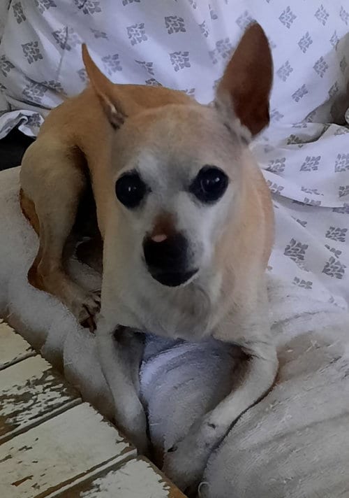 Photo of Walter, adoptable Chihuahua in Los Angeles, California