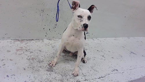Photo of Malcom, adoptable Staffordshire Bull Terrier in Houston, Texas