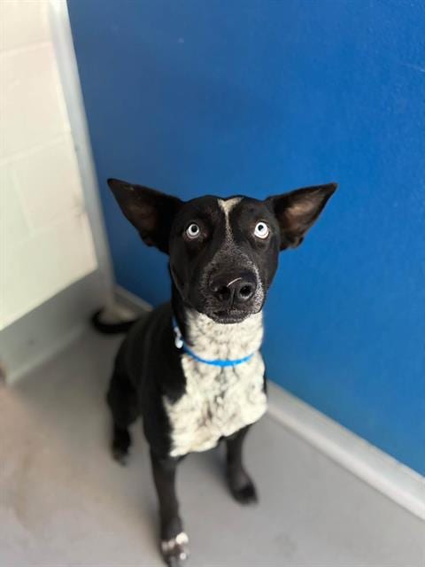 Photo of Jack Skellington, adoptable Siberian Husky in Visalia, California