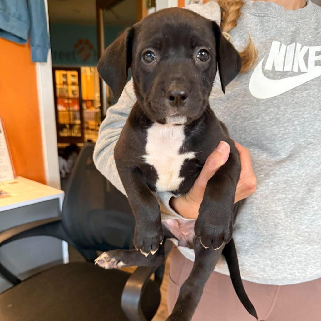 Photo of Olive (Female), adoptable Mixed Breed (Medium) in Bend, Oregon