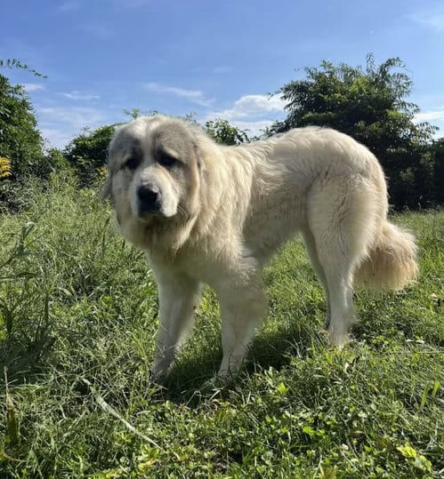 Photo of Maverick, adoptable Great Pyrenees in Westminster, Maryland