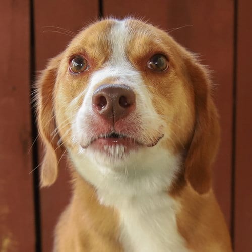 Photo of Roshi, adoptable Beagle in Oakland Park, Florida