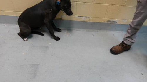 Photo of Riley, adoptable Pit Bull Terrier in Tulsa, Oklahoma