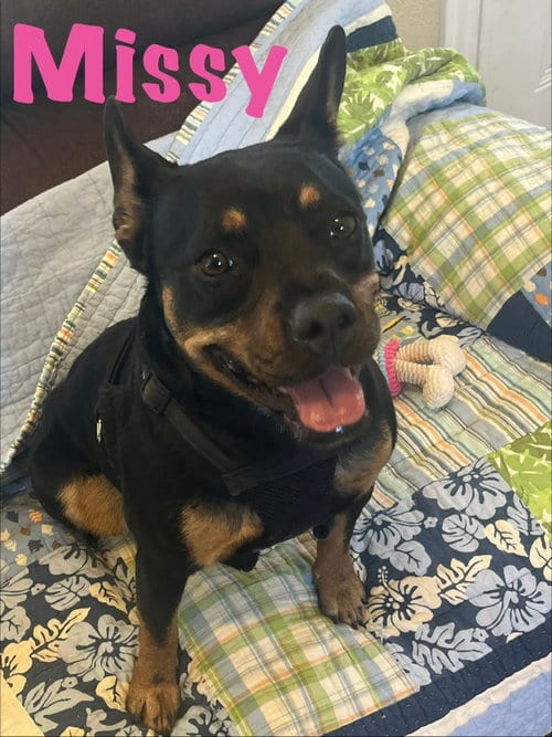 Photo of Missy, adoptable French Bulldog in Pipe Creek, Texas