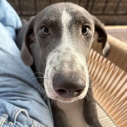 Photo of 1082 (2026) Elliott, adoptable Mixed Breed (Medium) in Parker, Colorado