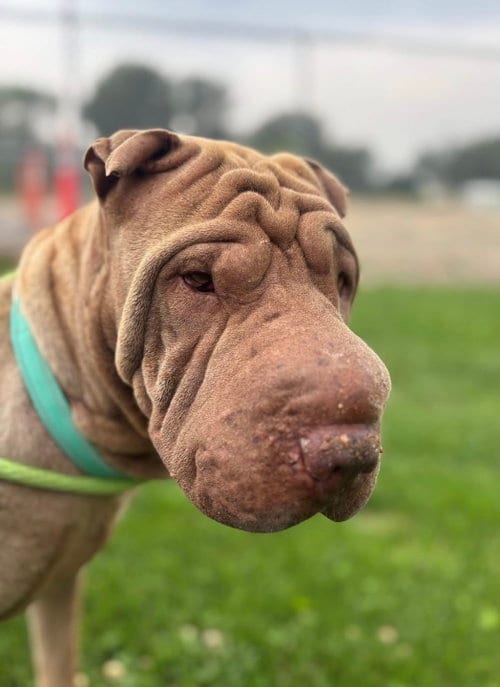 Photo of Ginger, adoptable Chinese Shar-Pei in Tucson, Arizona