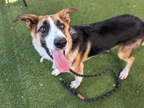 Photo of Banjo, adoptable Australian Shepherd in Phoenix, Arizona