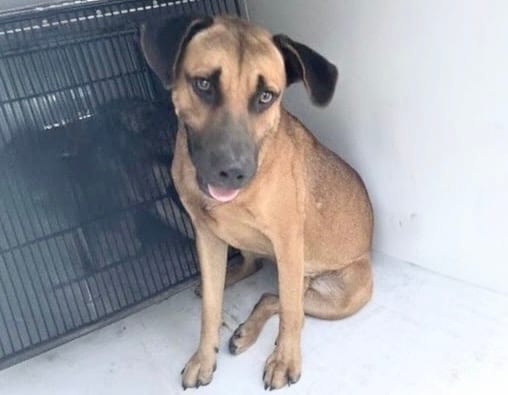 Photo of Senior Black Mouth Cur, adoptable Black Mouth Cur in Houston, Texas