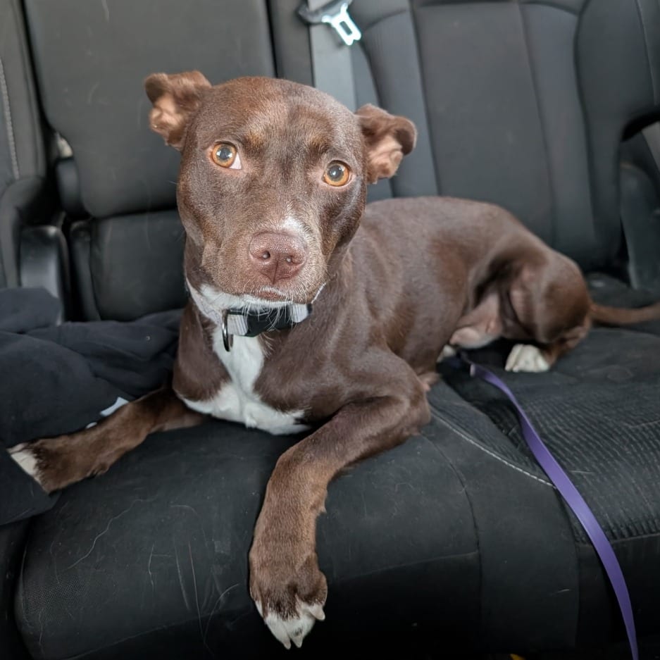 Photo of Raine, adoptable Terrier / Chihuahua in Oceanside, California