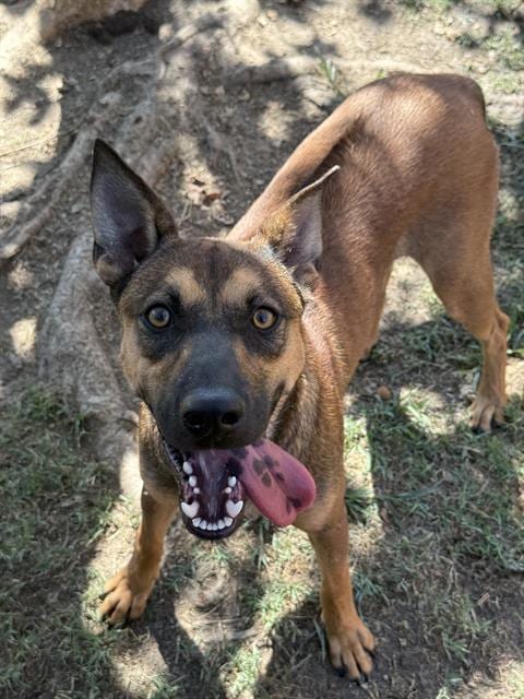 Photo of Zeus, adoptable Rhodesian Ridgeback in Riverside, California